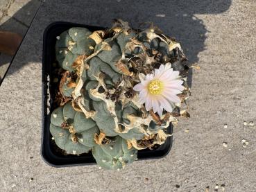 Lophophora williamsii